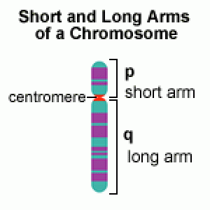 chromosome arms